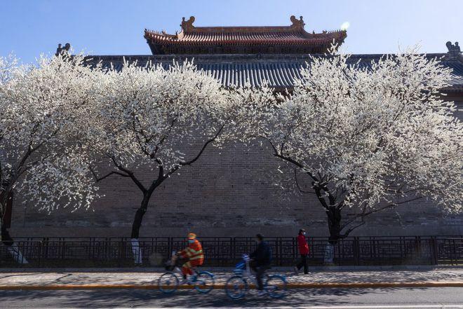 北京雍和宫墙外碧桃花开 纯白如雪