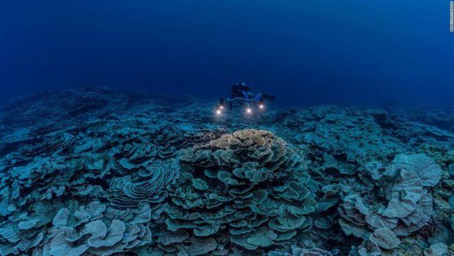 科学家在大溪地附近的海洋深处发现罕见的珊瑚礁