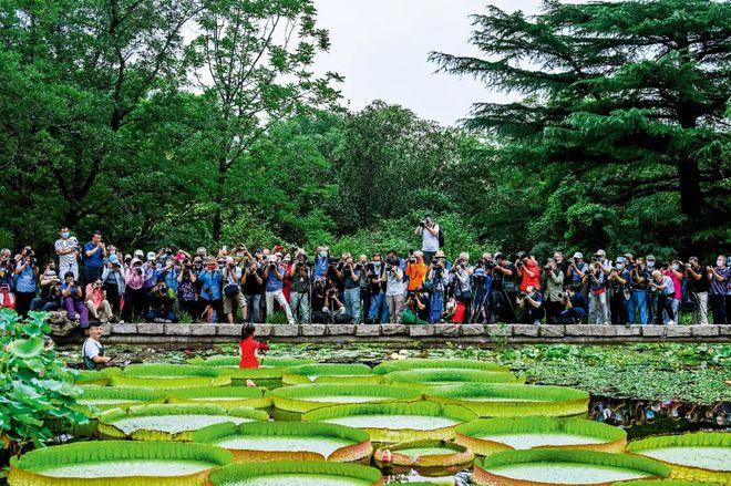 国家植物园究竟该怎么建？