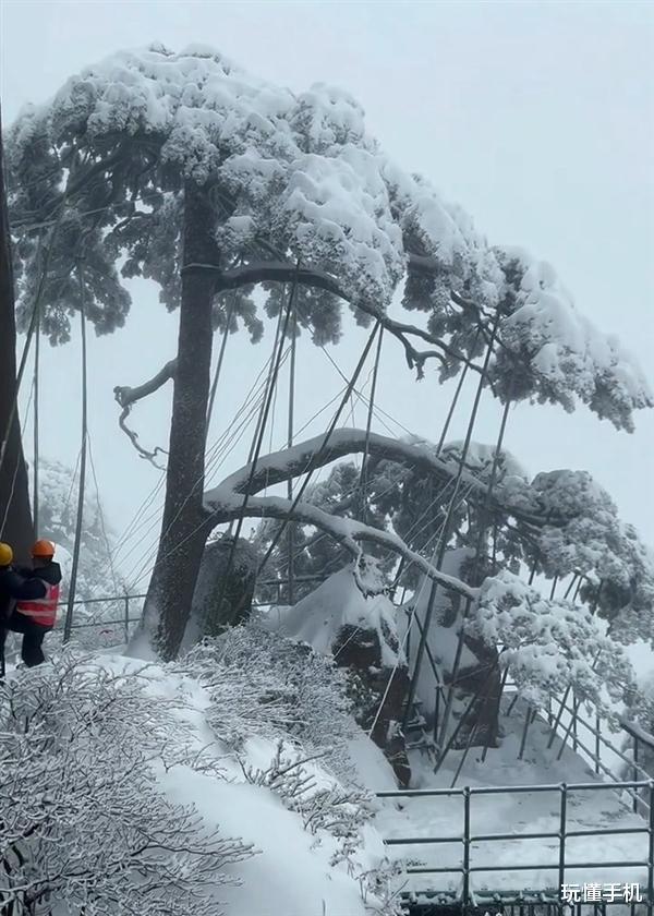 黄山迎客松遭受最大生死考验：28根支撑杆护卫