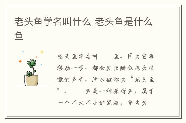 老头鱼学名叫什么 老头鱼是什么鱼