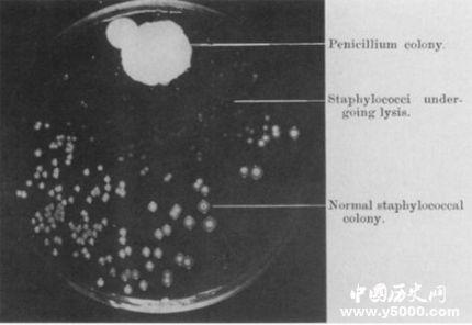 弗莱明与青霉素的故事_弗莱明是怎么发现青霉素的_弗莱明发现青霉素的故事